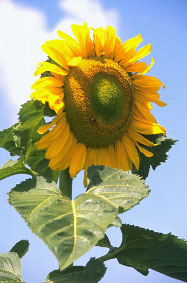 As a sunflower we absorb more of what we want out of life..